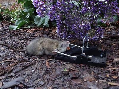 rodent trapping